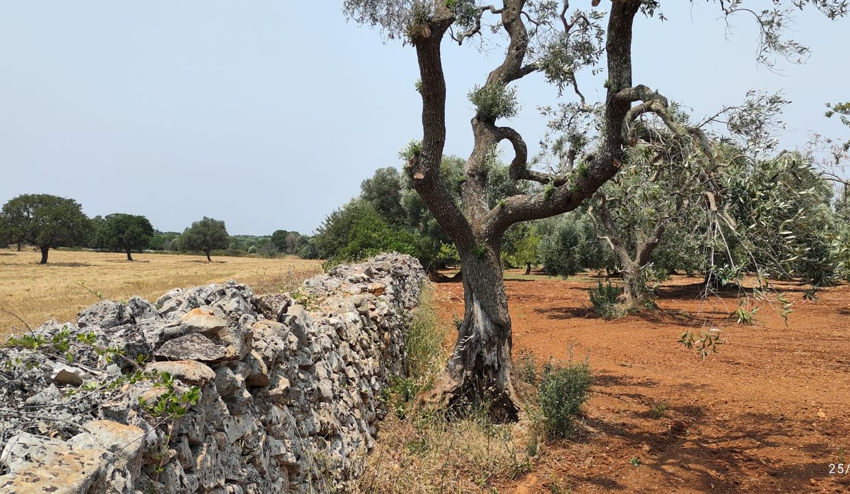 terreno edificabile in vendita (27)