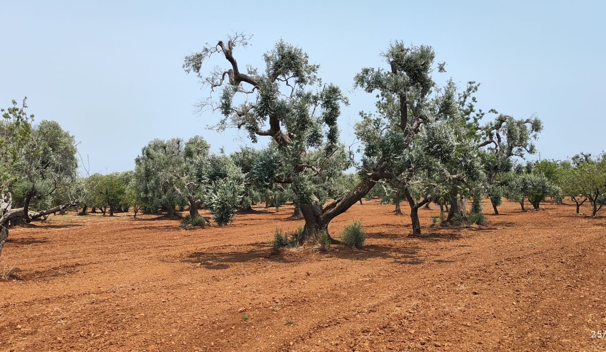terreno edificabile in vendita (31)