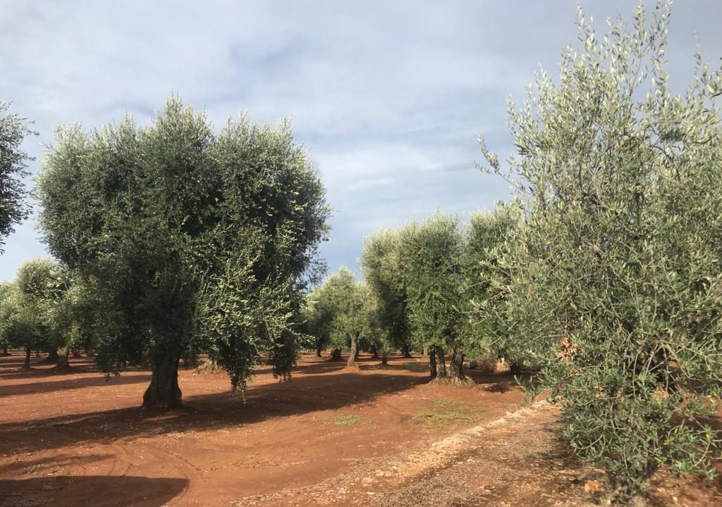 0704 casale in vendita (11)
