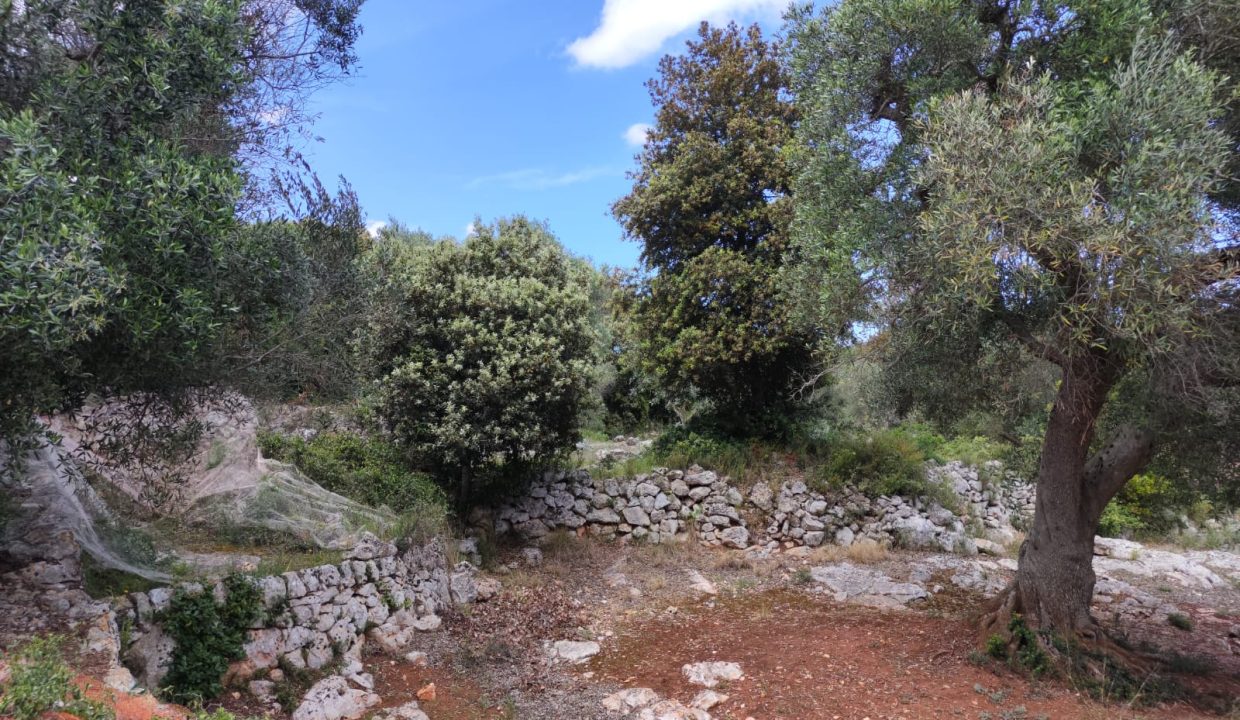 0738 terreno edificabile uliveto in vendita (4)